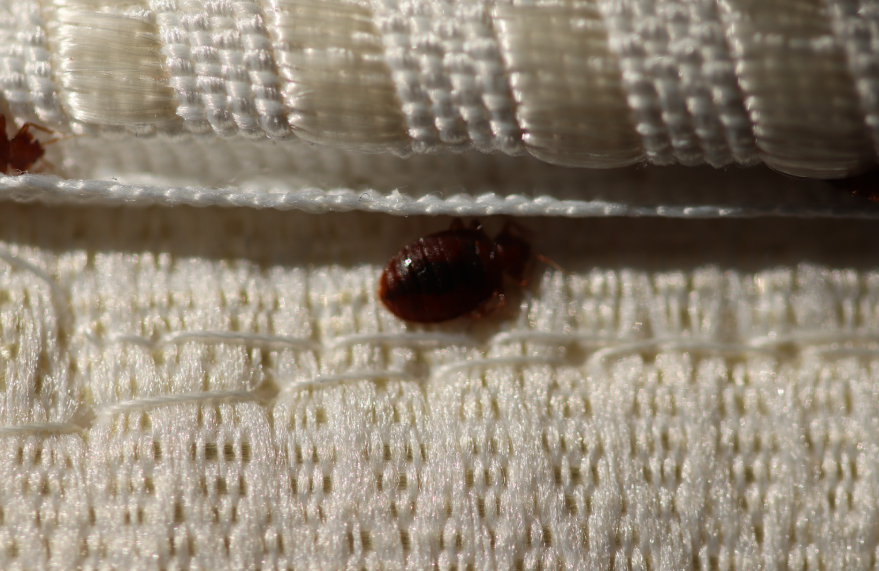 פשפשים בספה